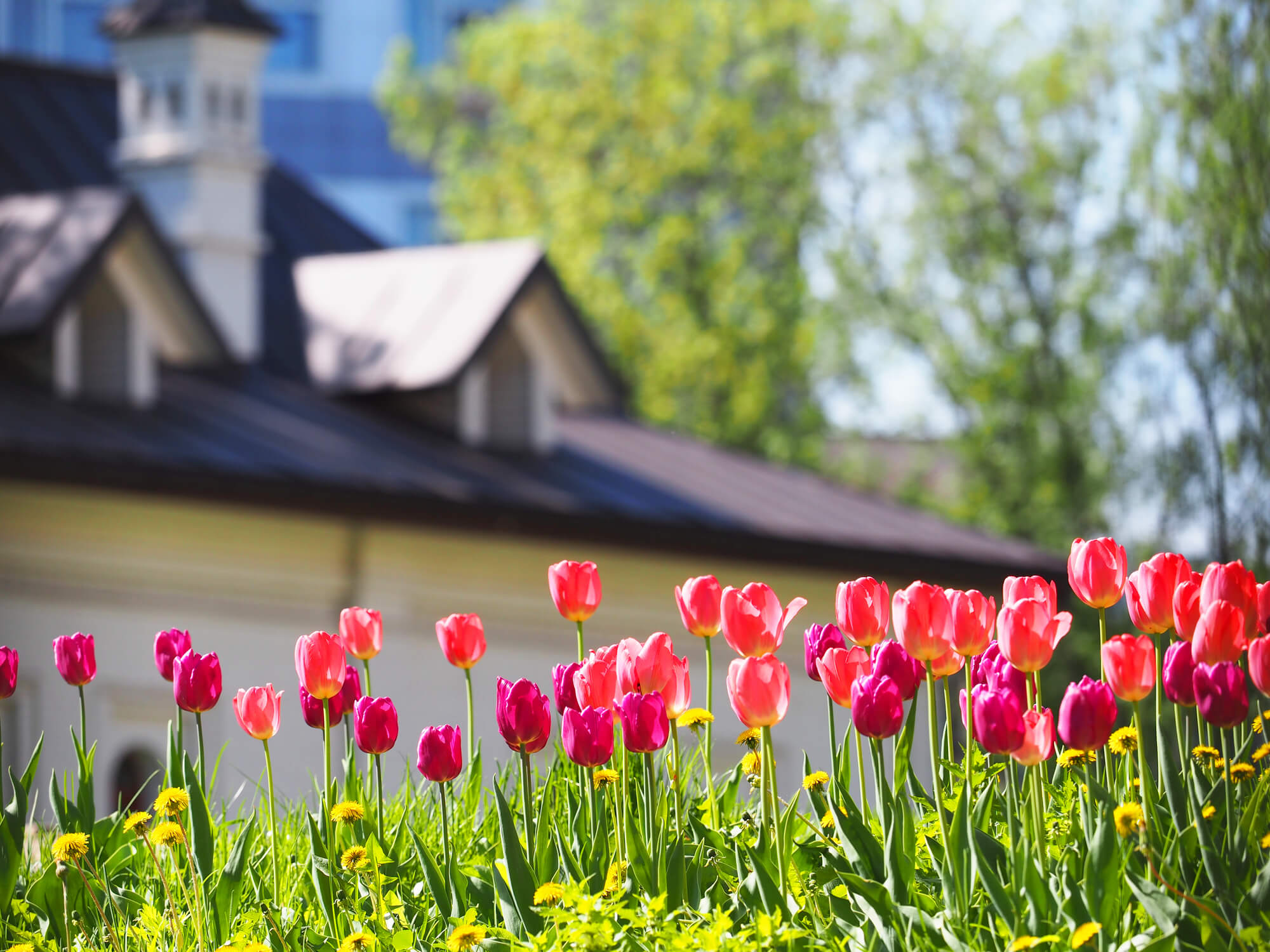 A flower bed with pink and purple tulips in the rays of sunlight against the backdrop of a beautiful white house with a sloping roof