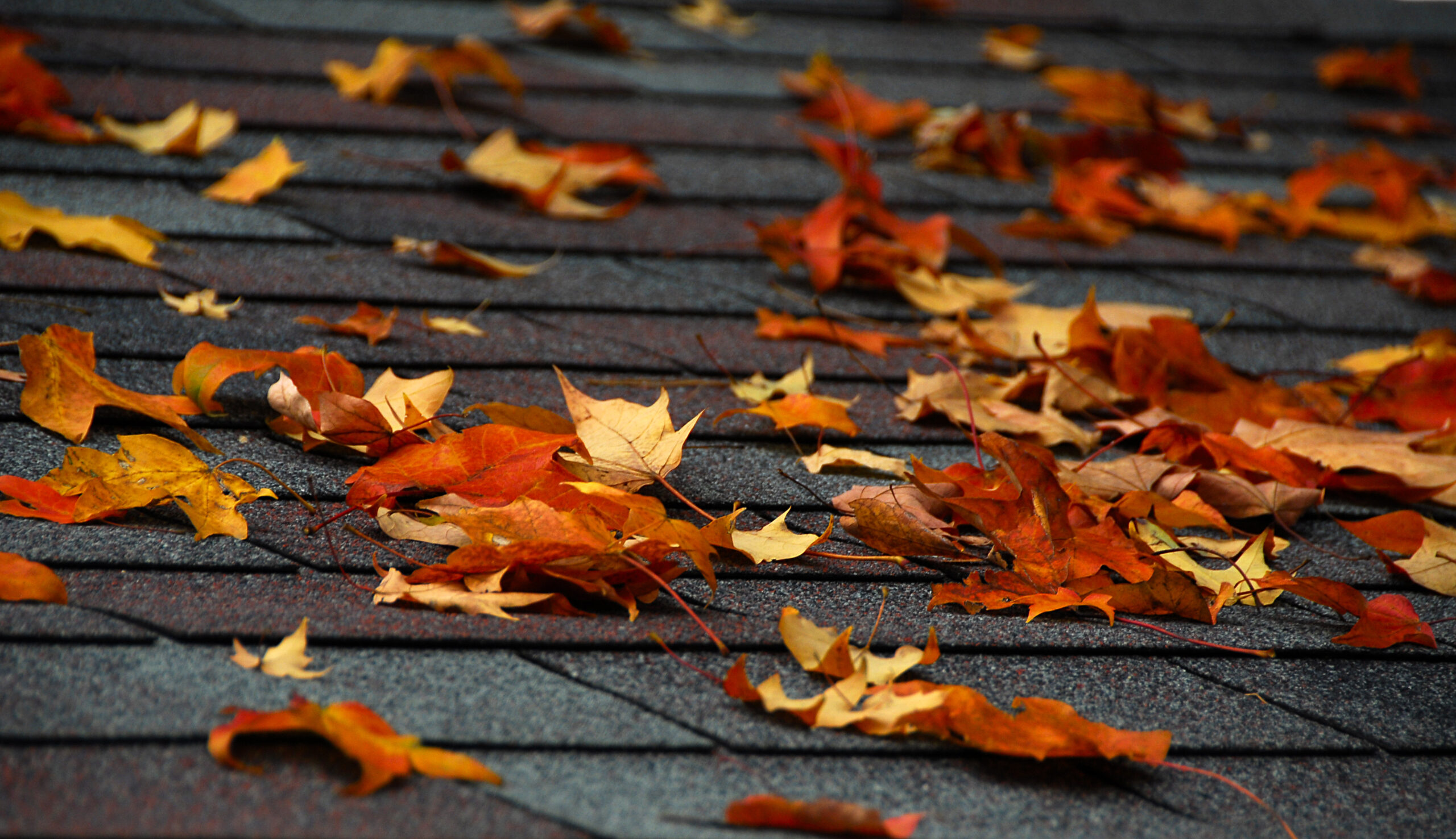 vibrant autumn leaves atop new roofing shingles